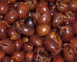 Coffee Cherries