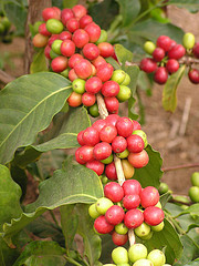 Coffee Cherries, by Scot Nelson (on Flickr)