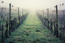 Vineyard in the mist