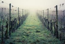 Vineyard in the mist