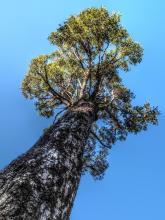 The tree grew large and strong and its top touched the sky